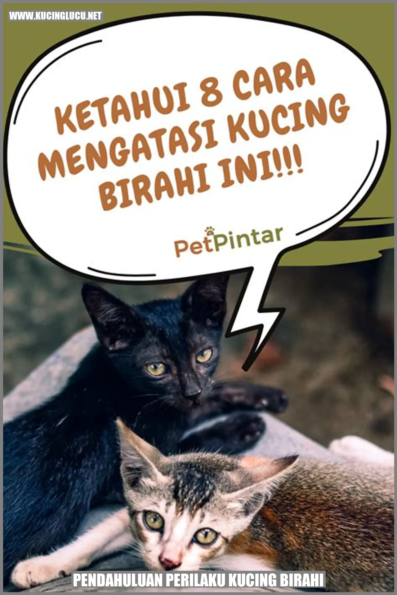 Kucing birahi
