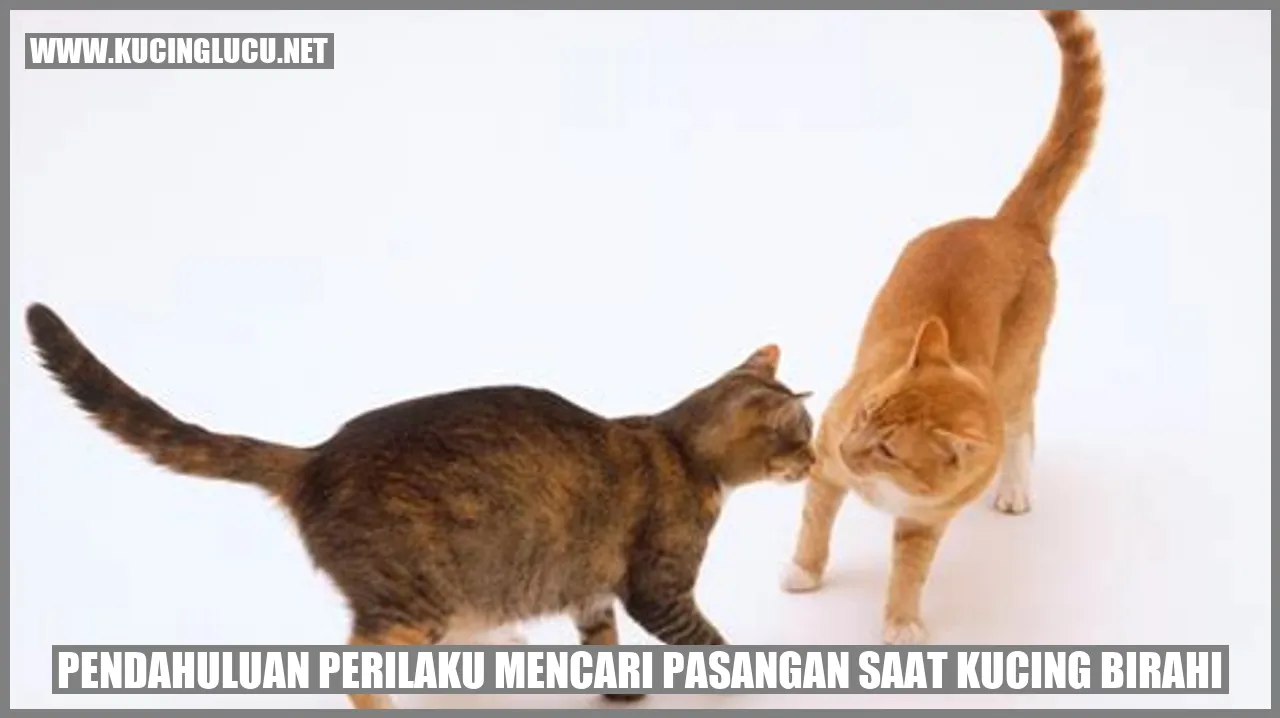 Gambar Kucing Birahi