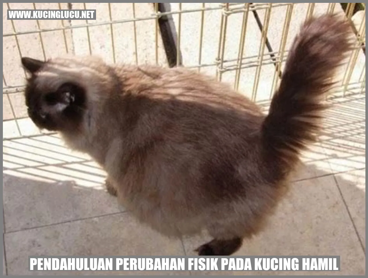 Perubahan Fisik pada Kucing Hamil