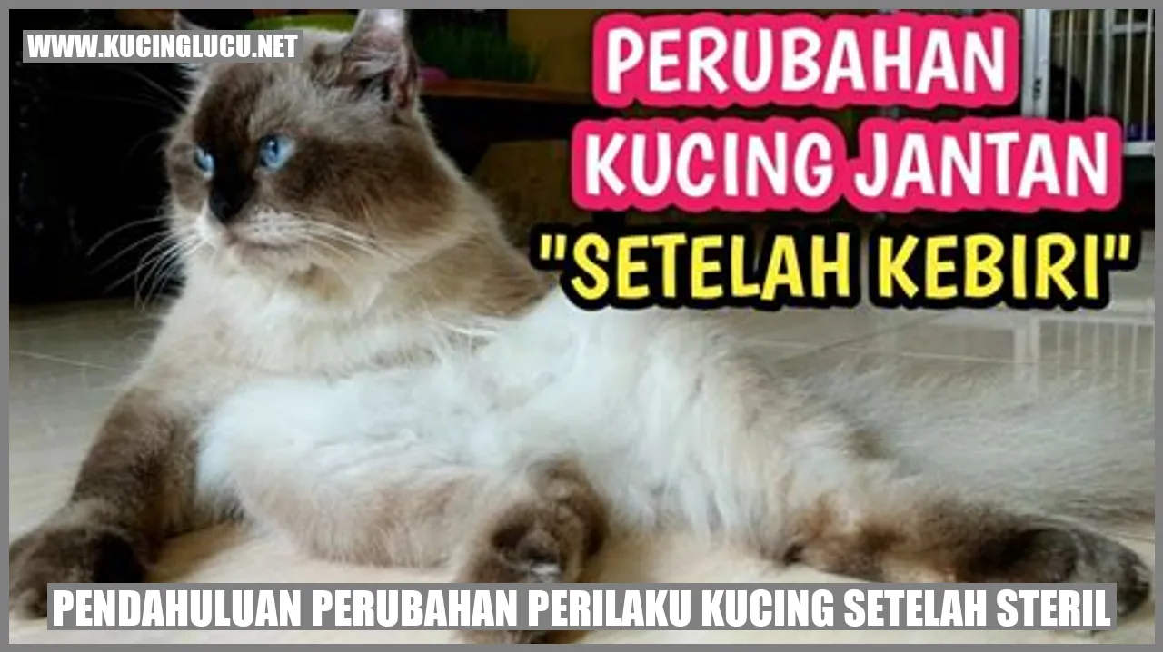 Gambar Kucing Setelah Sterilisasi