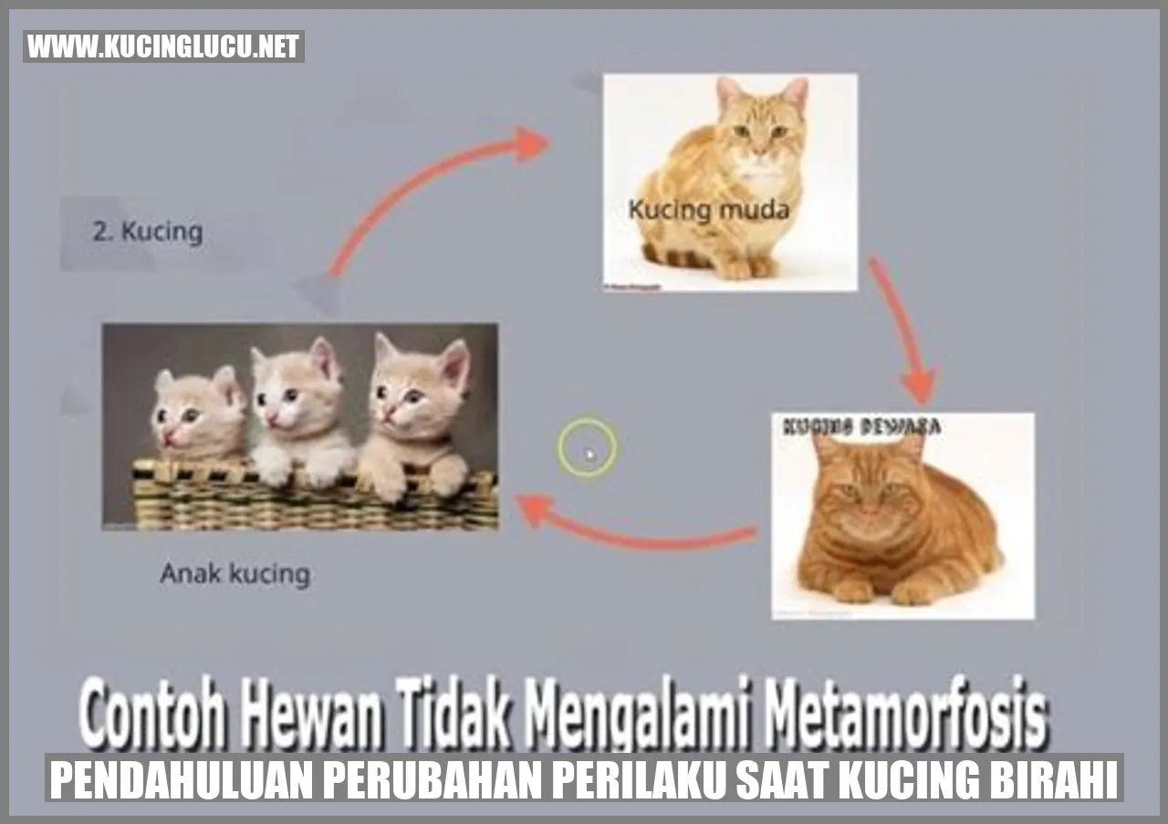 Perubahan Perilaku Saat Kucing Birahi