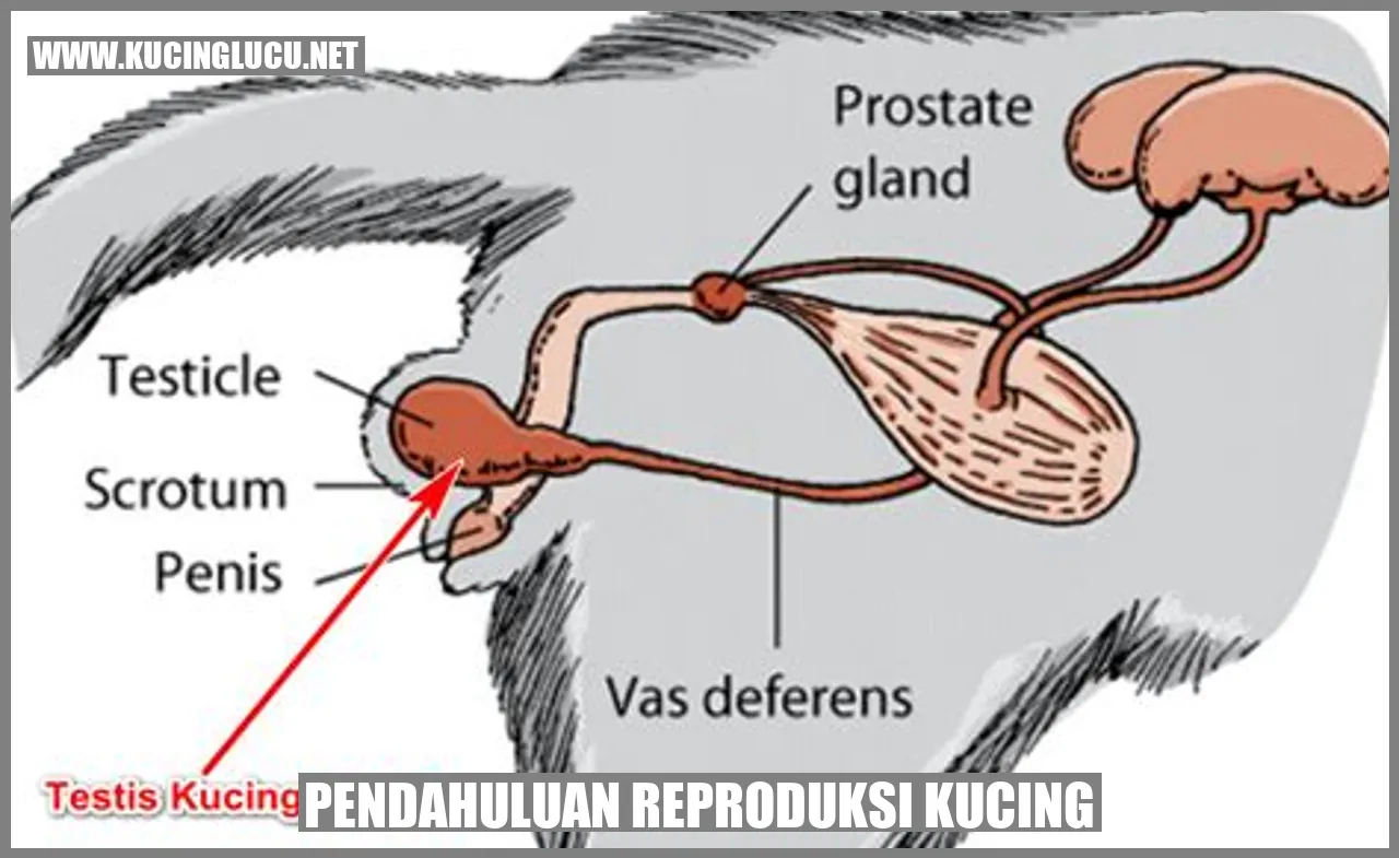 Gambar Kucing Menggemaskan
