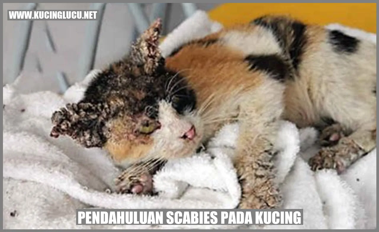 gambar kucing