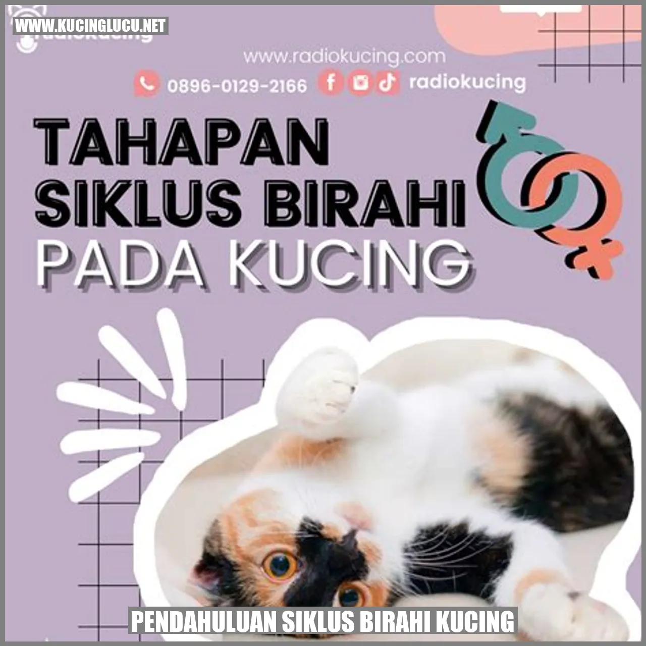 Gambar Kucing