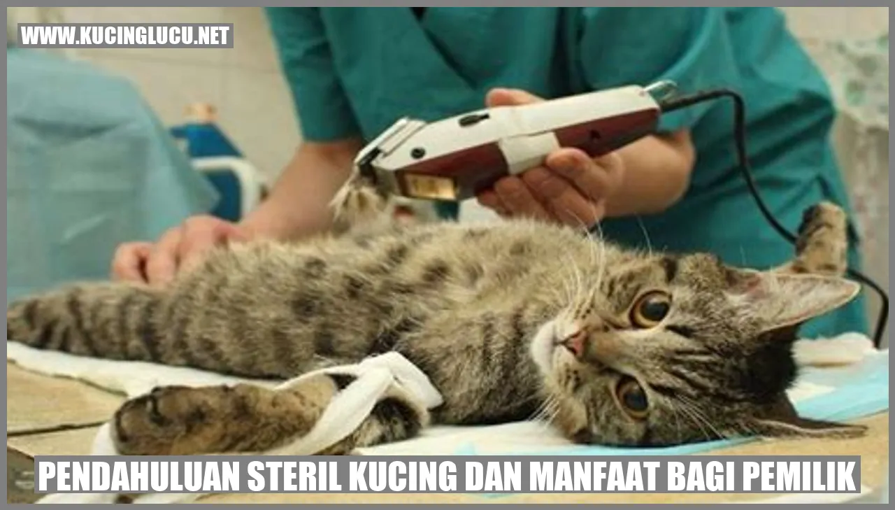 Gambar sterilisasi kucing