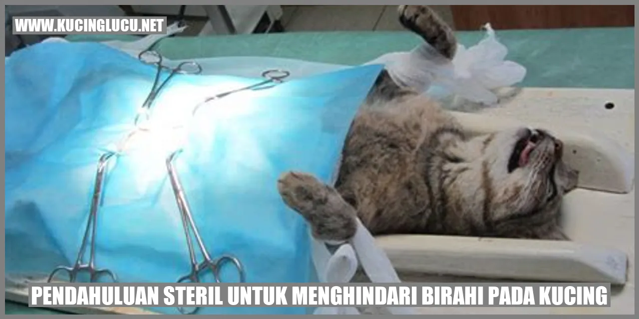 Menjaga Populasi Kucing dengan Sterilisasi