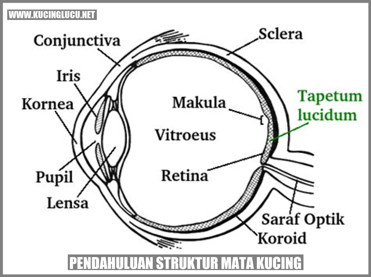 Struktur Mata Kucing