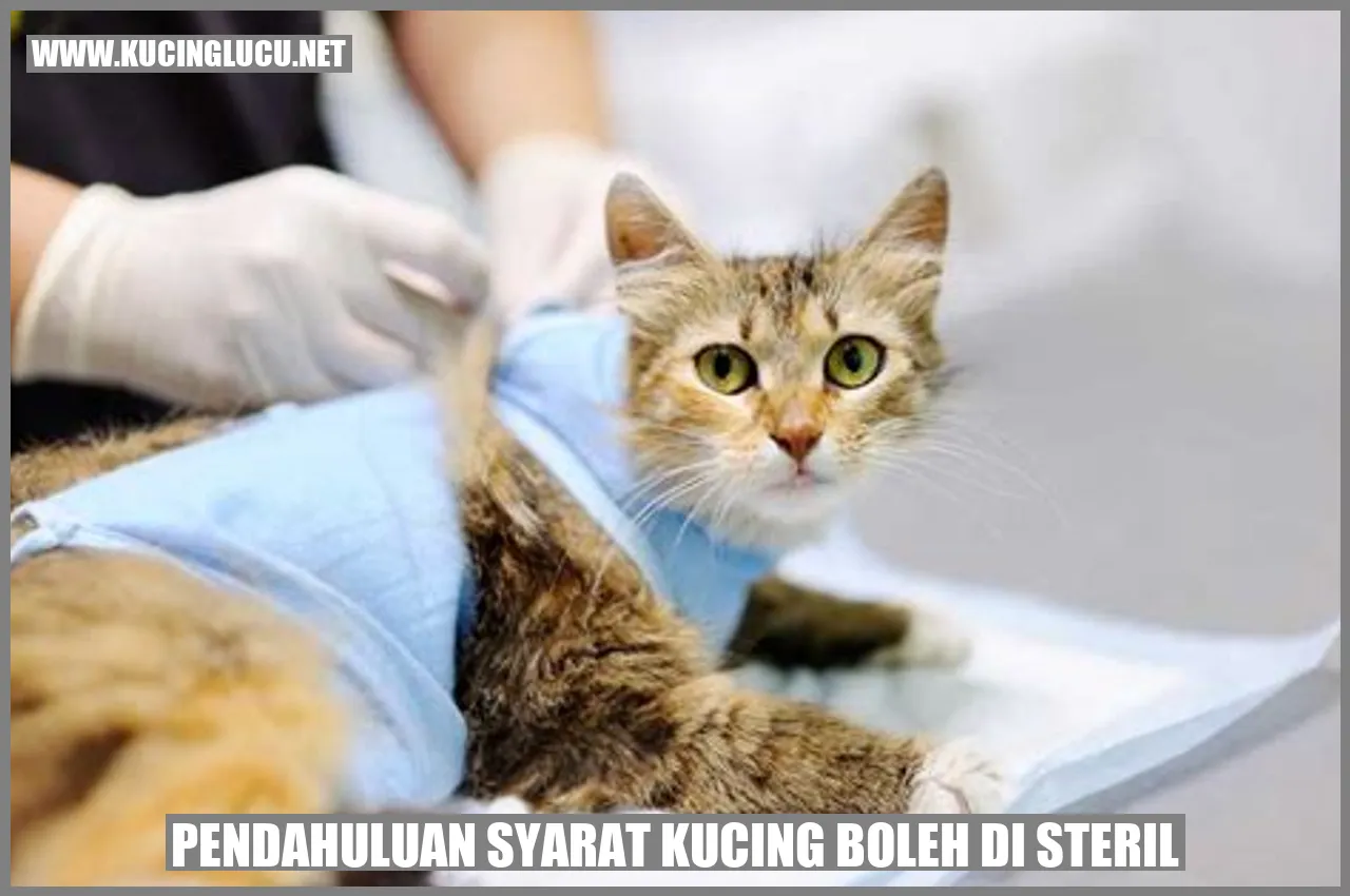 Gambar Kucing