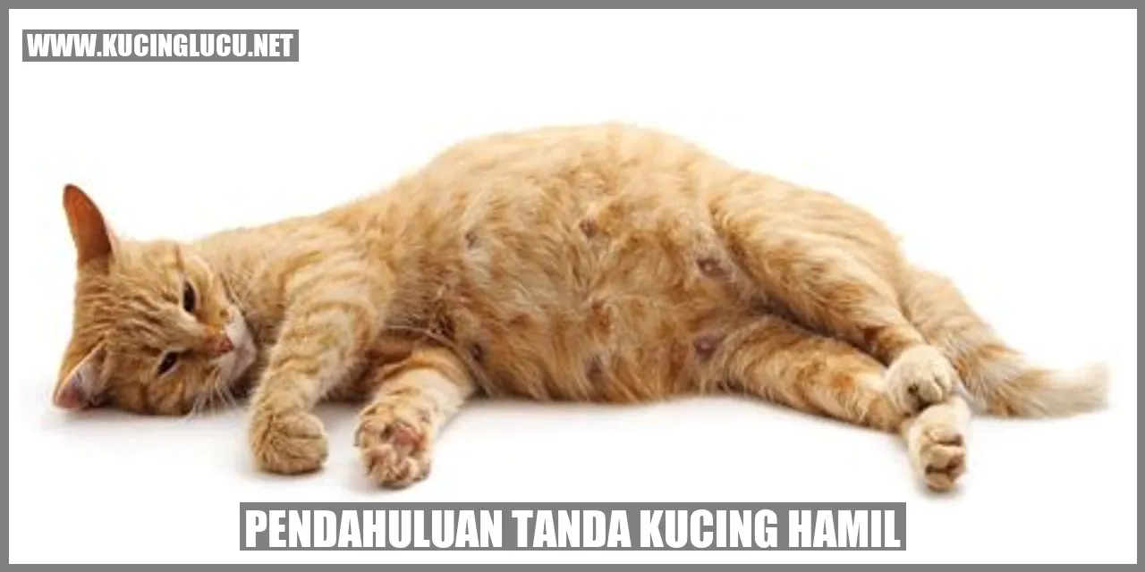 Gambar kucing hamil