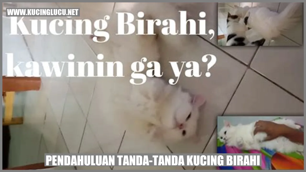 Kucing Birahi