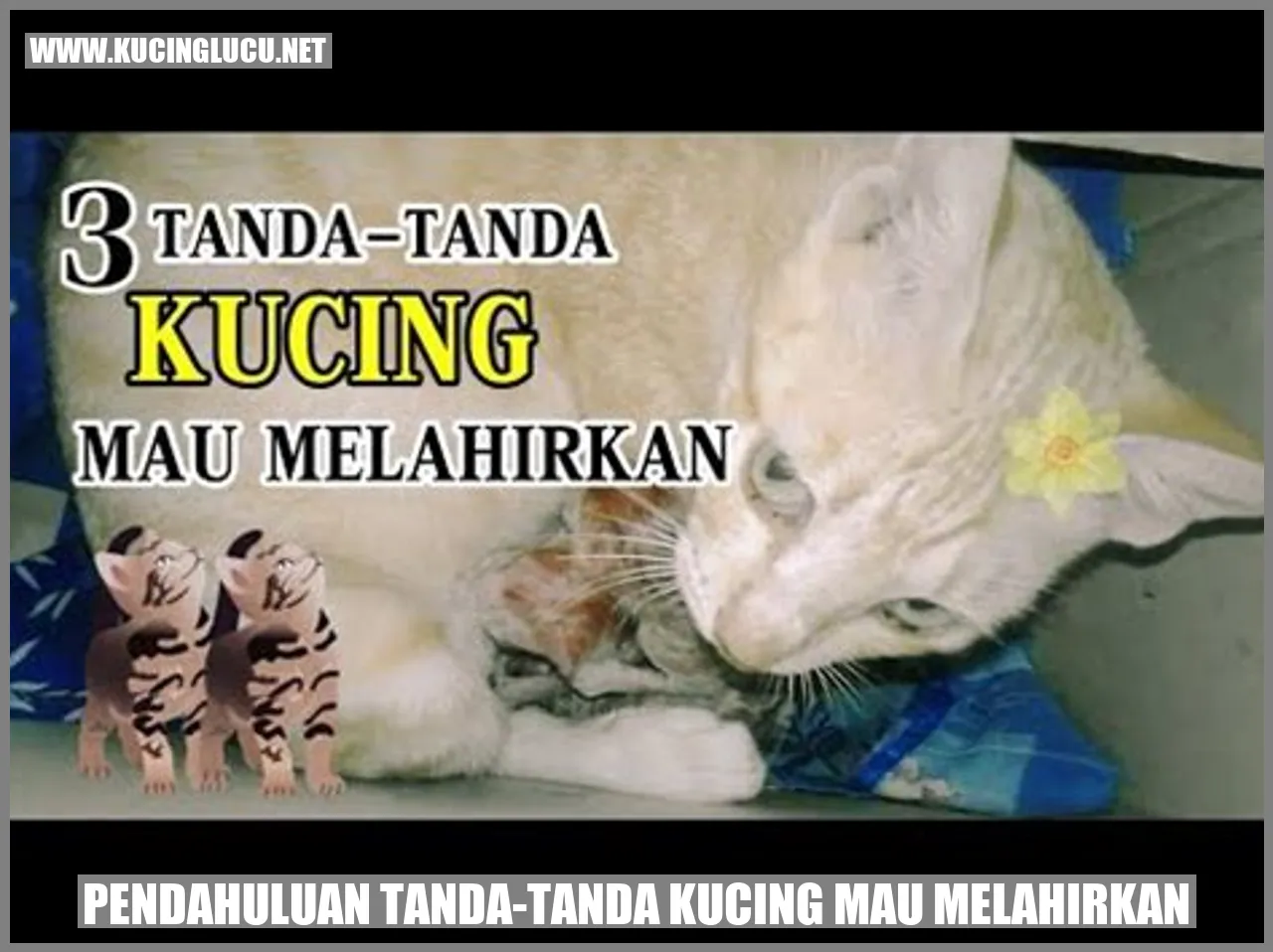 Gambar kucing hamil