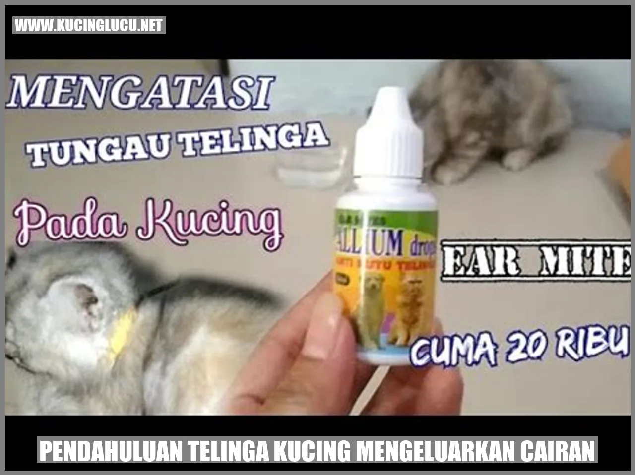 Cairan Telinga Kucing
