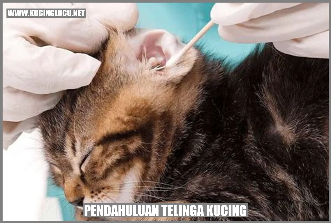 Gambar telinga kucing