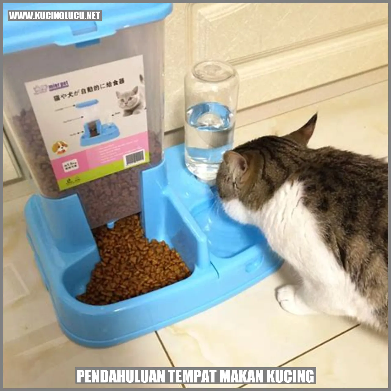 Gambar Kucing Makan