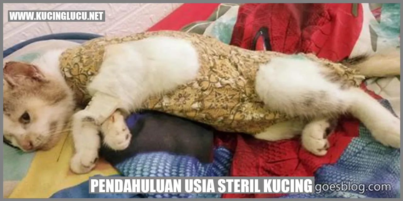 gambar sterilisasi kucing