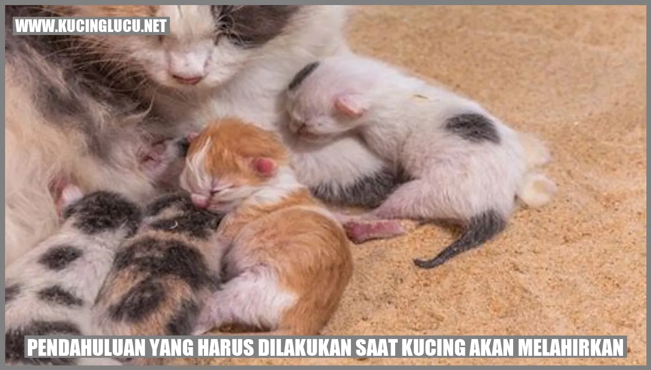 Kucing melahirkan