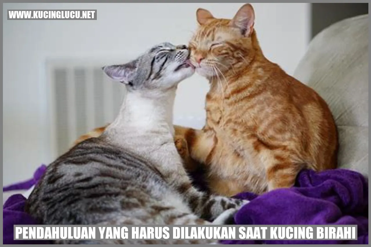 Pendahuluan yang harus dilakukan saat kucing birahi