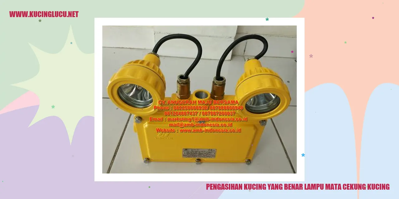 Seekor kucing yang menggemaskan dengan mata cekung