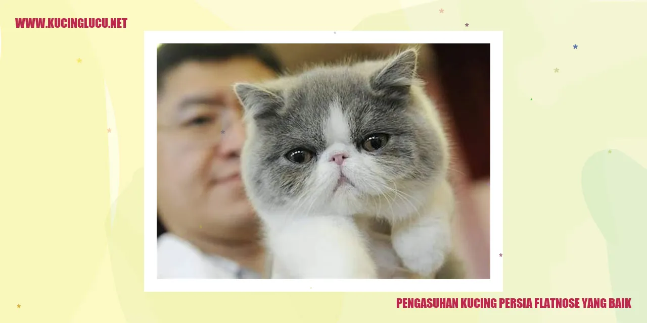 Kucing Persia Flatnose