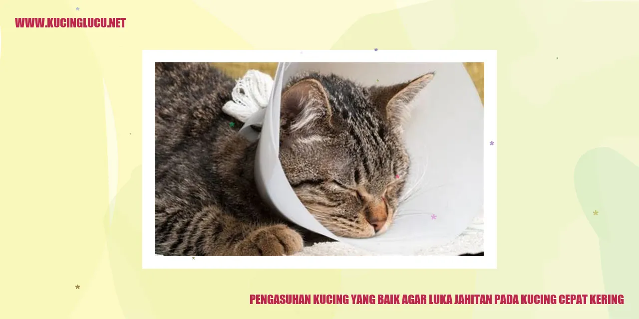 Kucing sedang menjilati luka jahitan