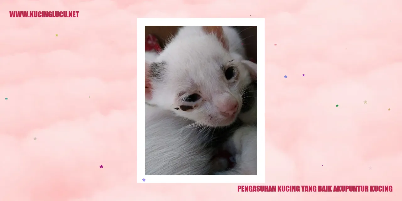 Kucing berada dalam perawatan akupuntur