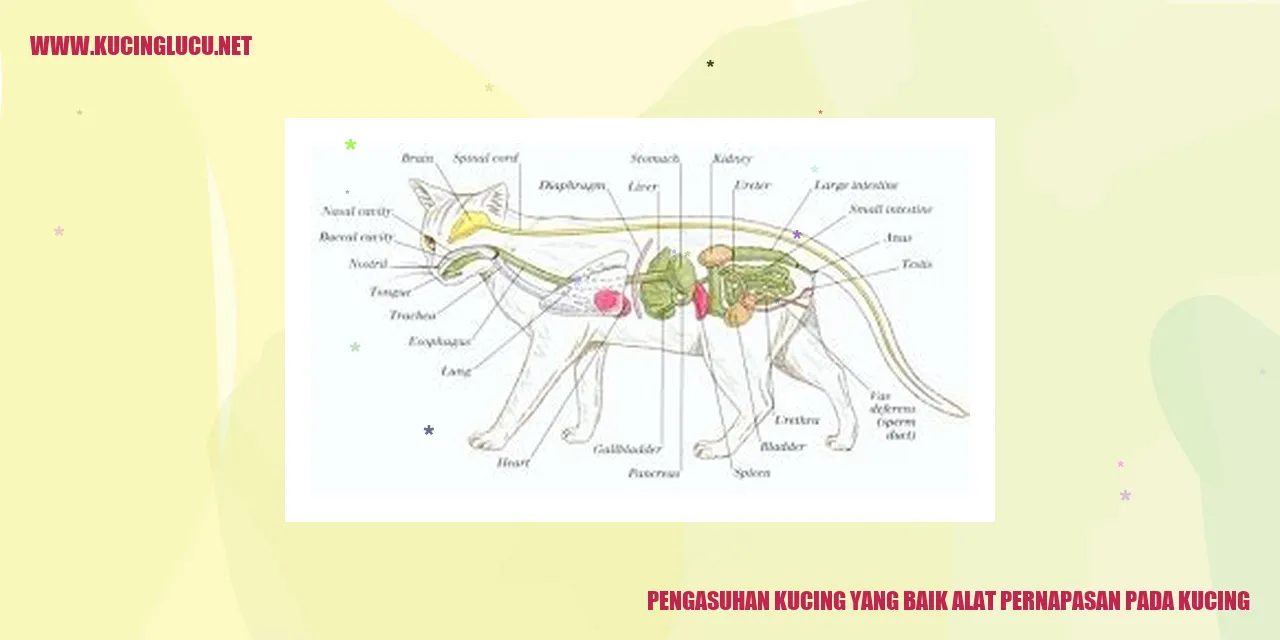 Kucing yang Sehat