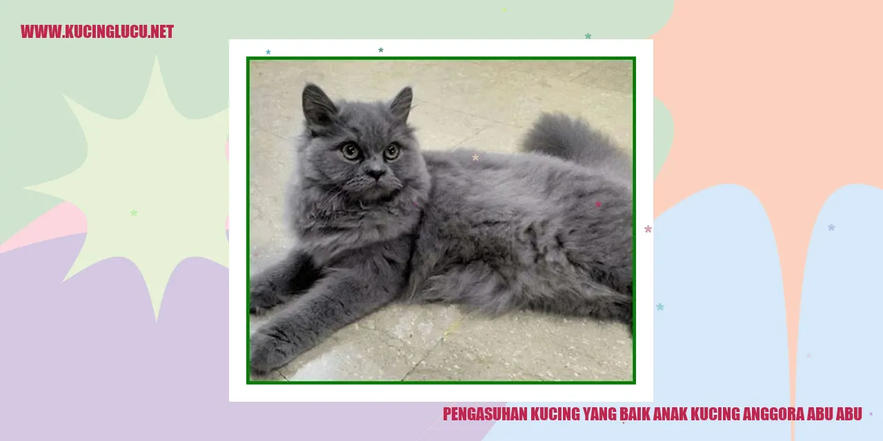 Gambar kucing anggora abu-abu