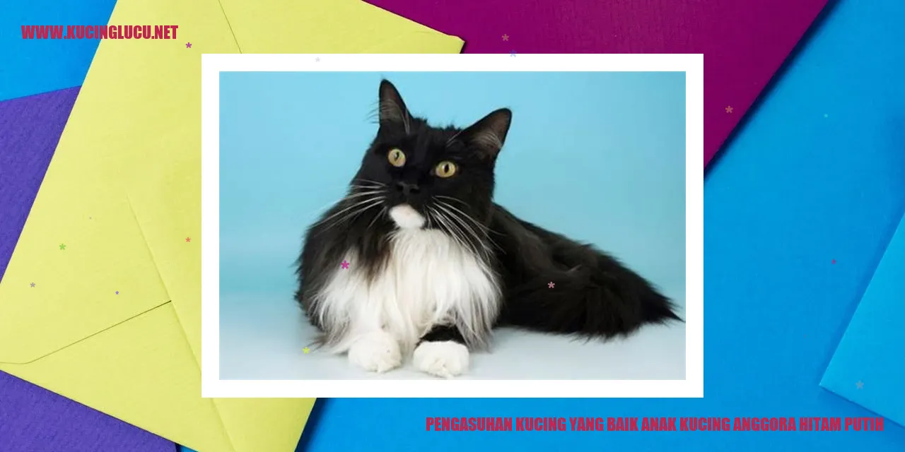 Kucing Anggora Hitam Putih