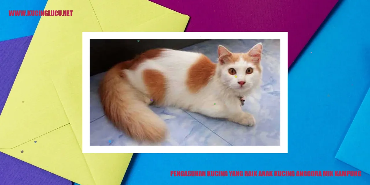 Merawat Anak Kucing Anggora Mix Kampung