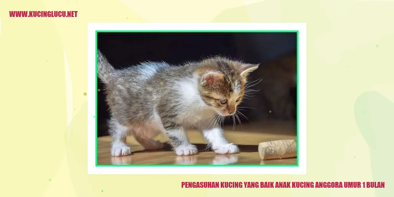 Anak kucing anggora yang sehat dan bahagia