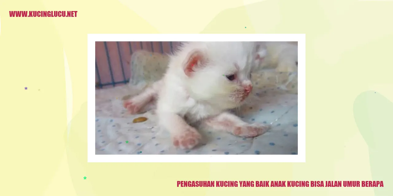 Kucing Anak