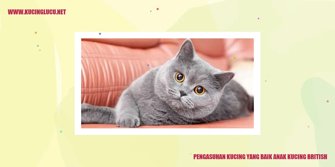 Anak kucing british yang menggemaskan