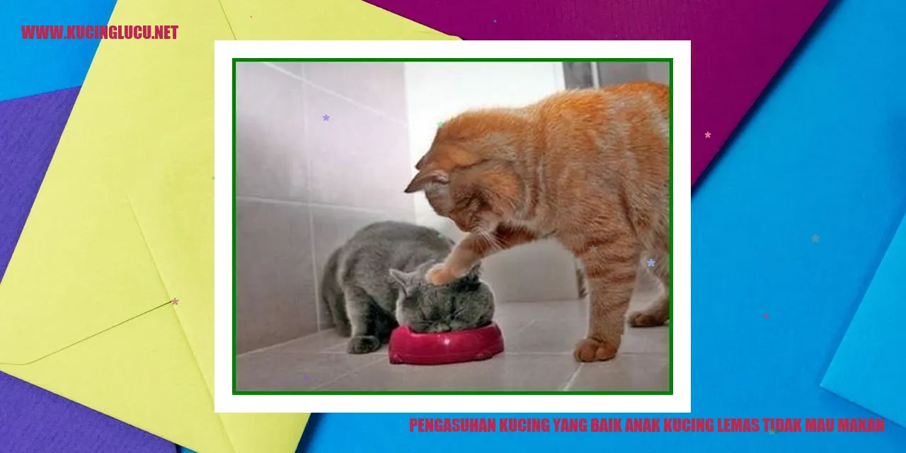 Kucing sehat dan aktif