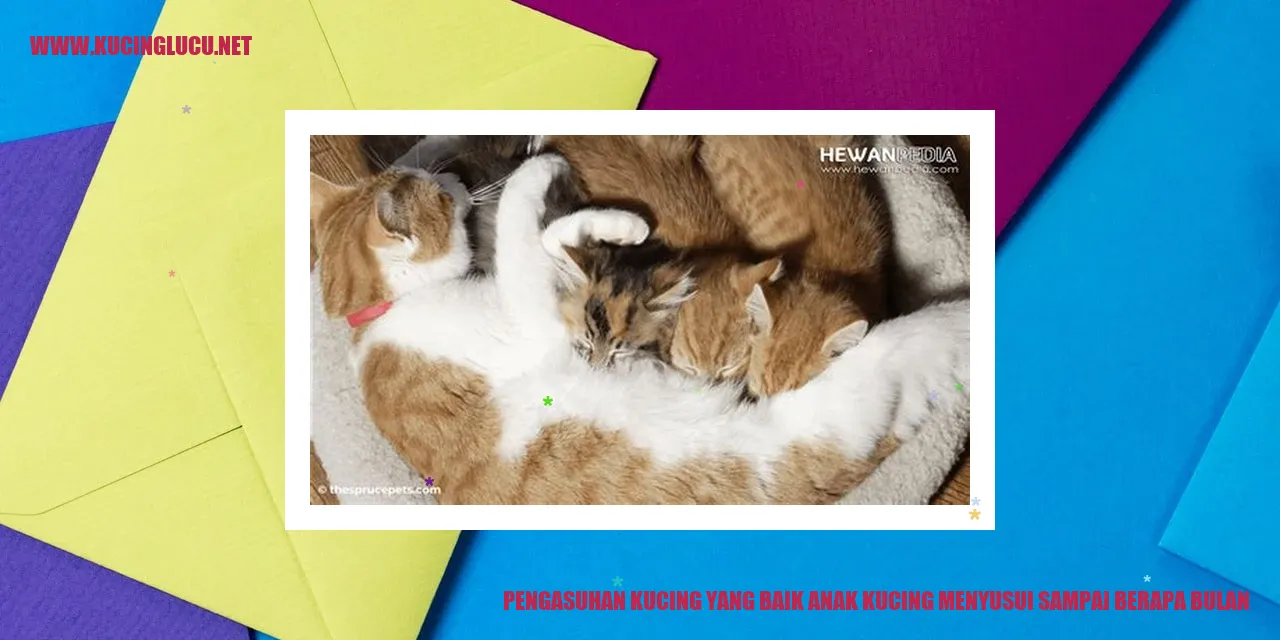 Gambar Kucing