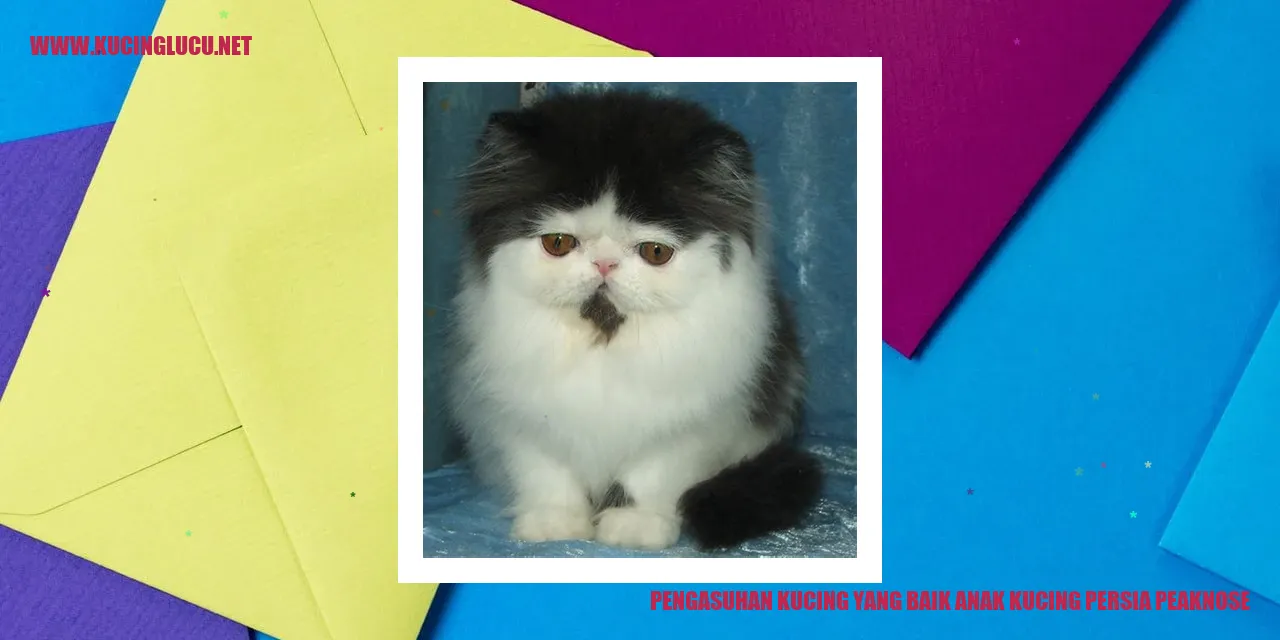 Gambar anak kucing persia peaknose