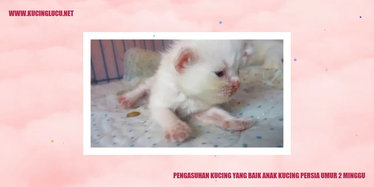 Anak Kucing Persia