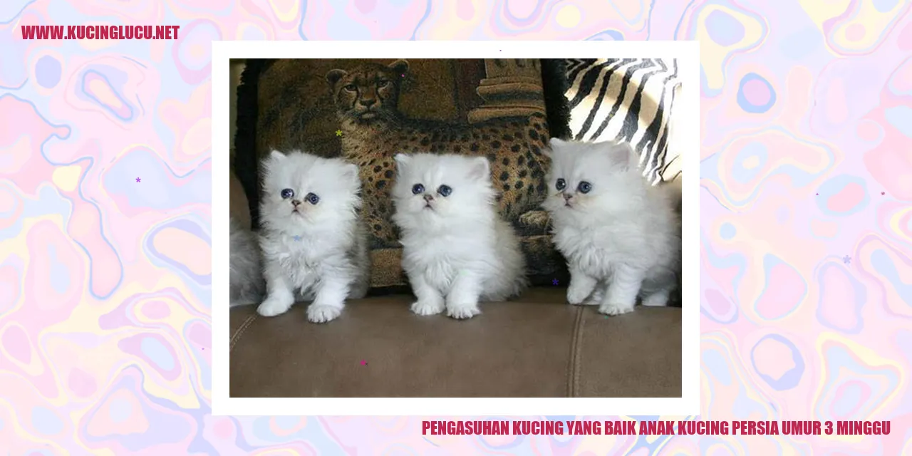 Anak kucing Persia usia 3 minggu