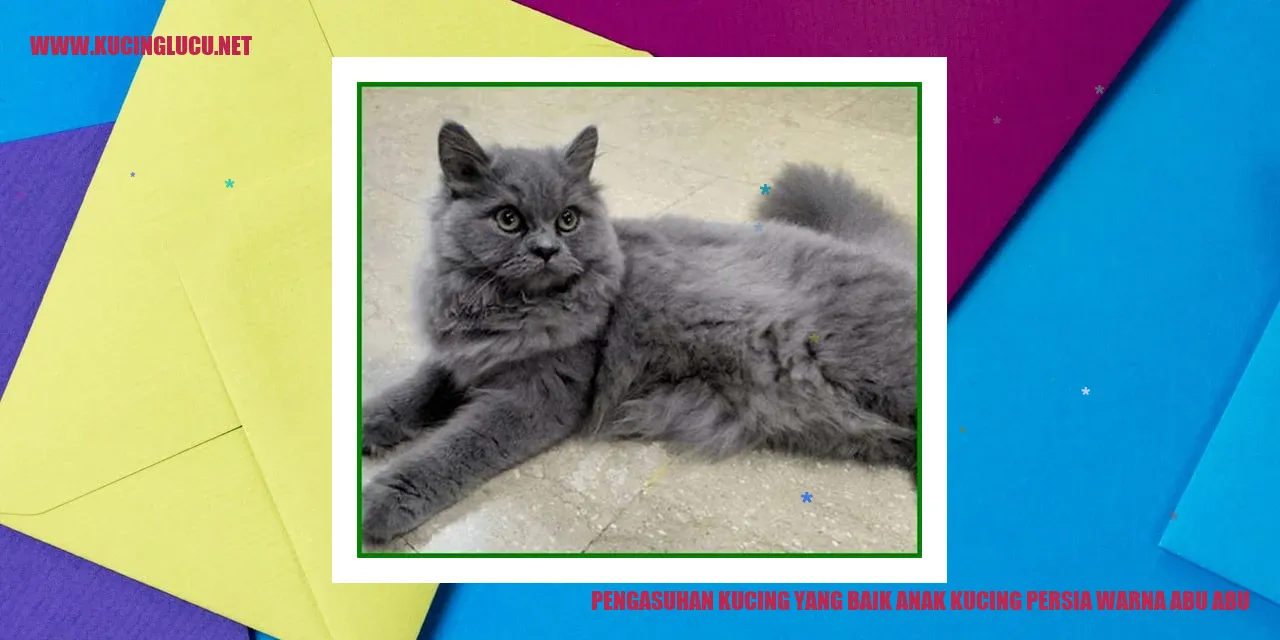 Pengasuhan Kucing yang Baik anak kucing persia warna abu abu
