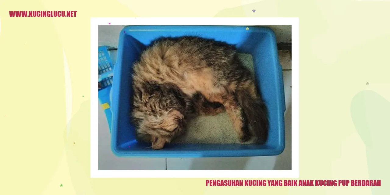 Kucing yang Baik Untuk Anak Kucing yang Pup Berdarah