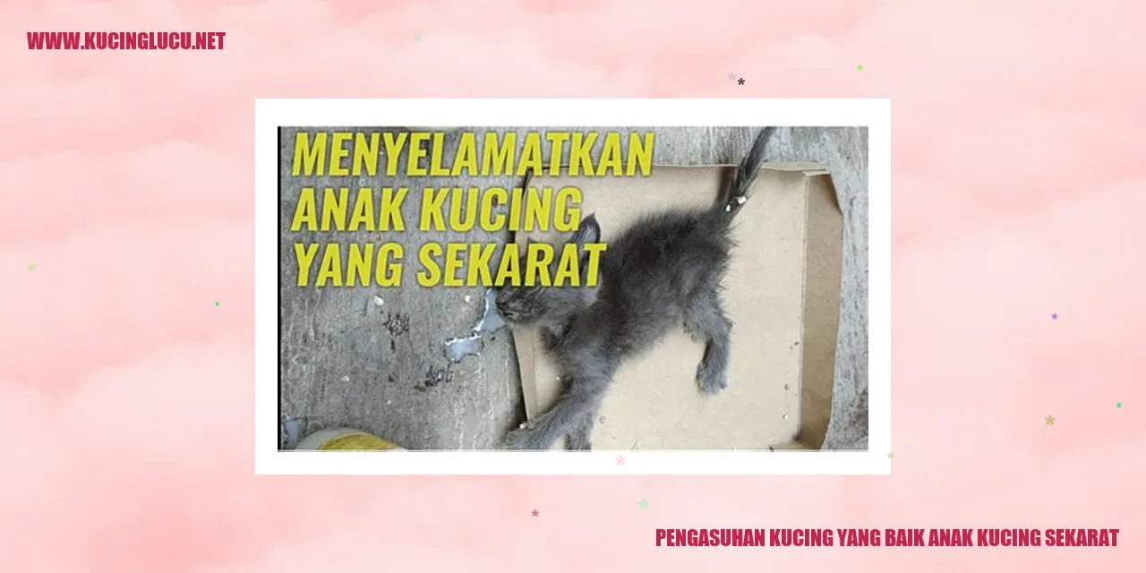 Gambar Kucing Sedang Sakit