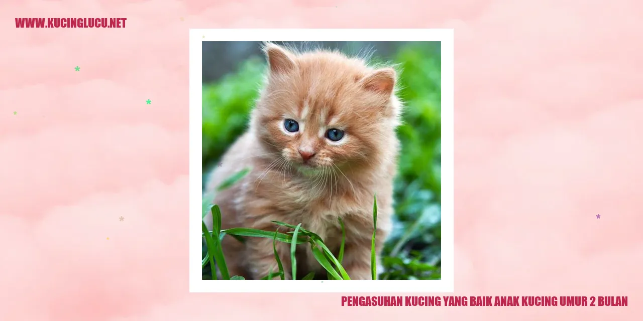 Anak kucing usia 2 bulan