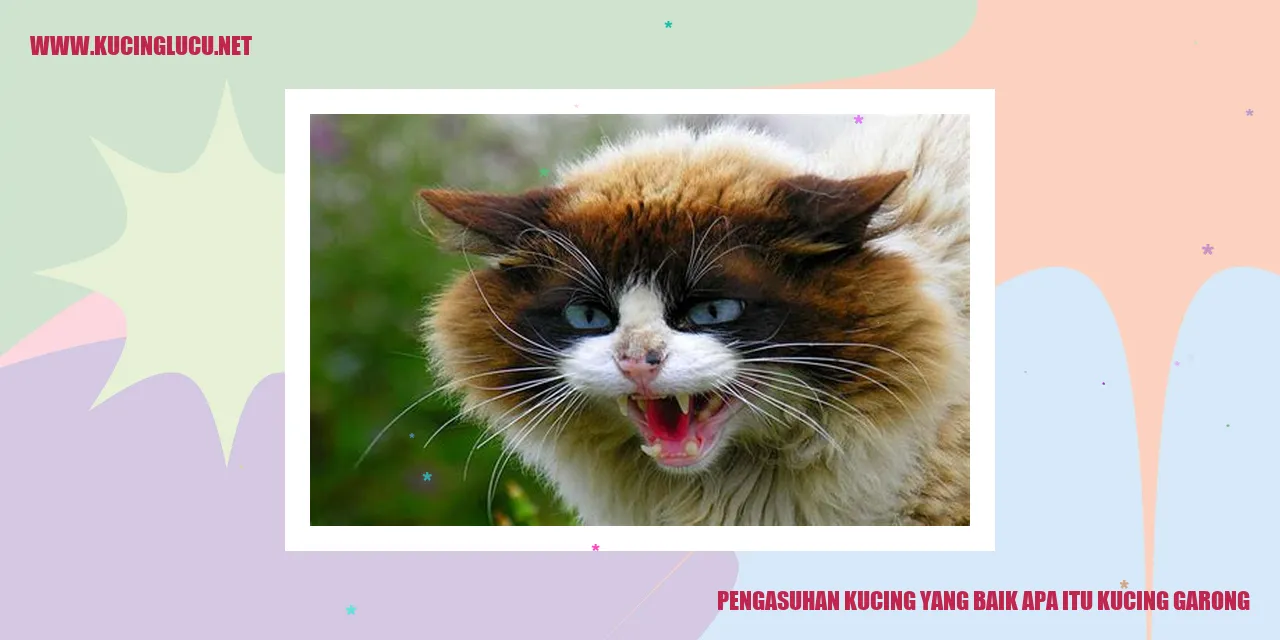 Kucing Garong