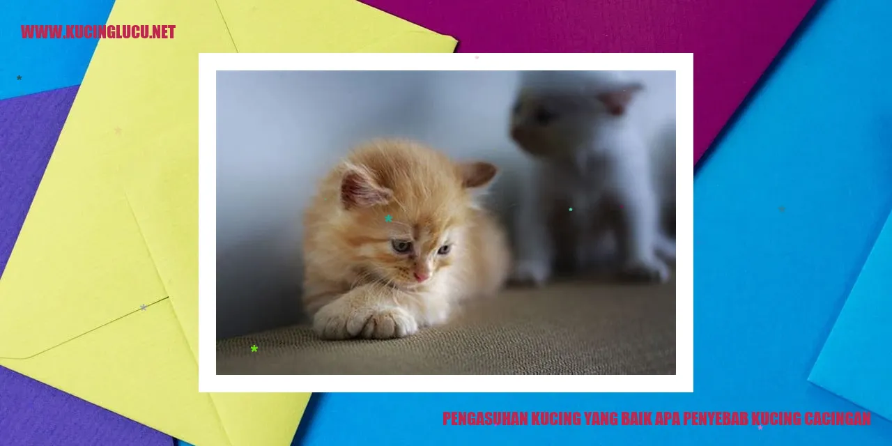Gambar kucing yang sehat