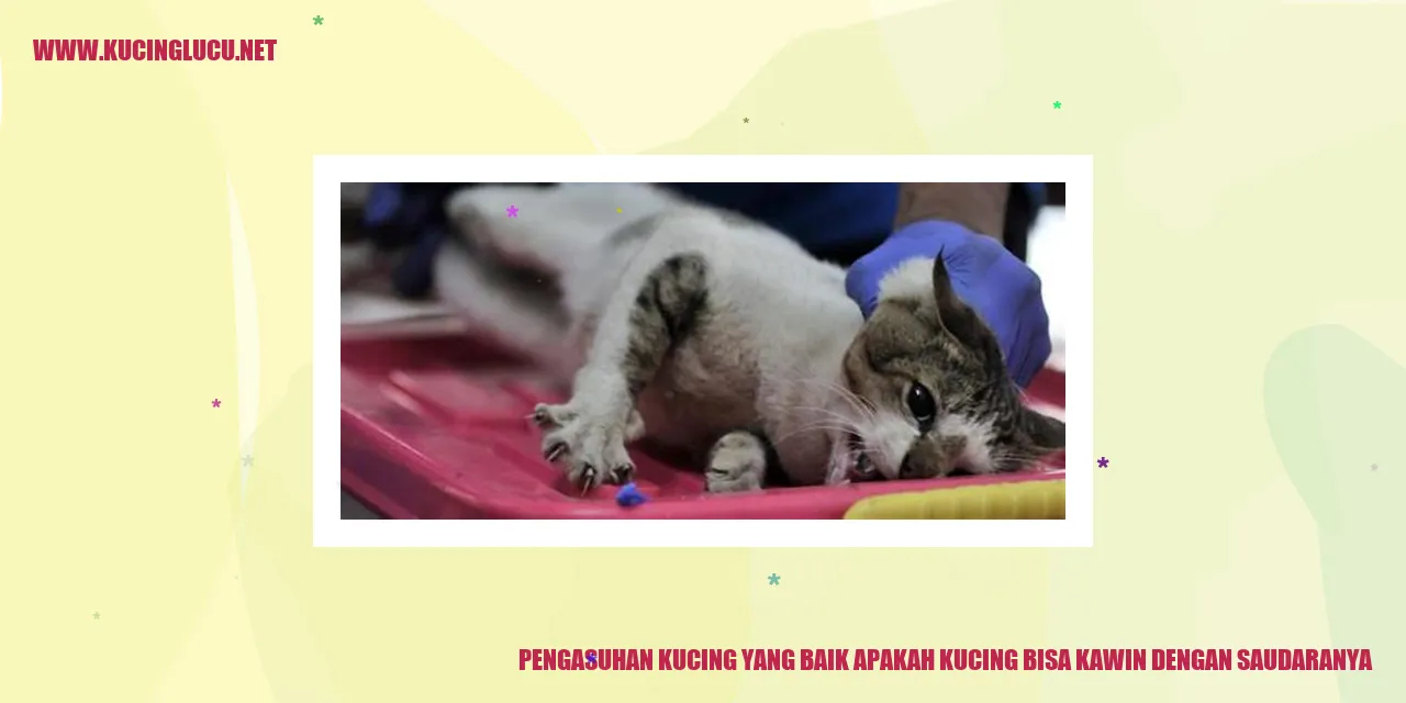 Pengasuhan Kucing yang Baik