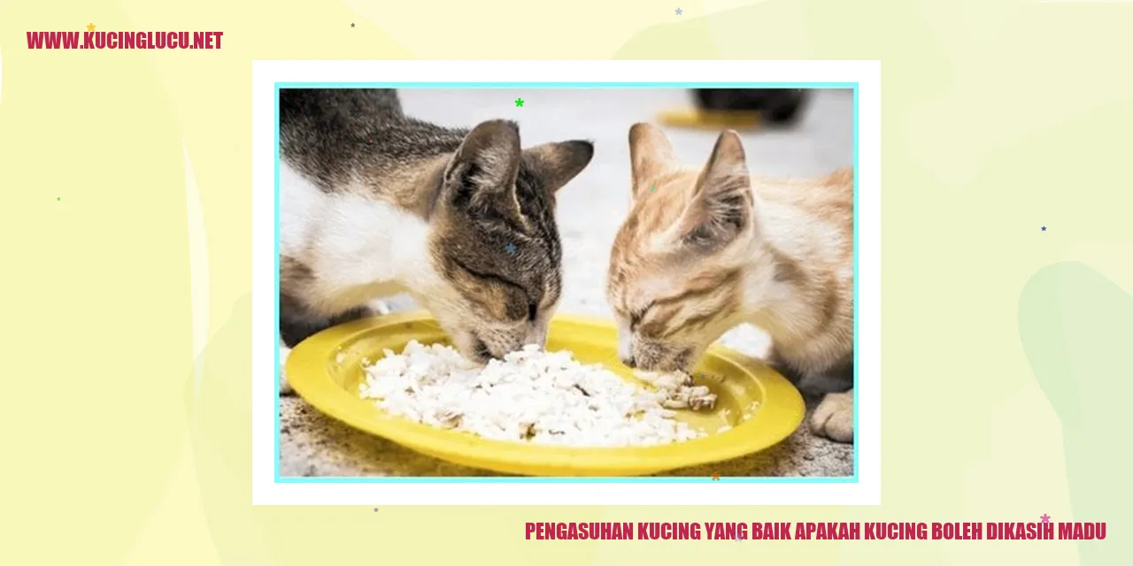 Gambar Kucing yang Lucu