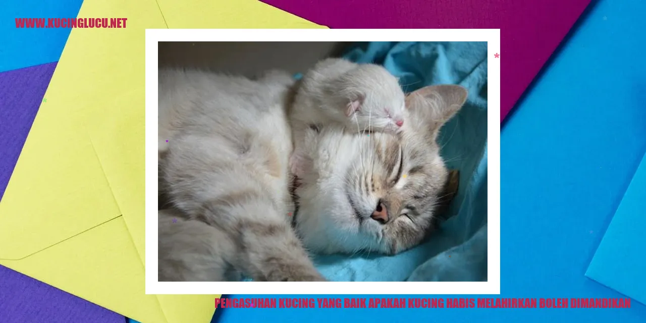 Gambar Kucing Bercokol