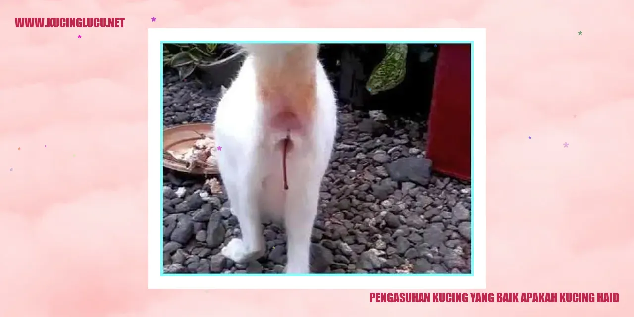 Gambar Kucing