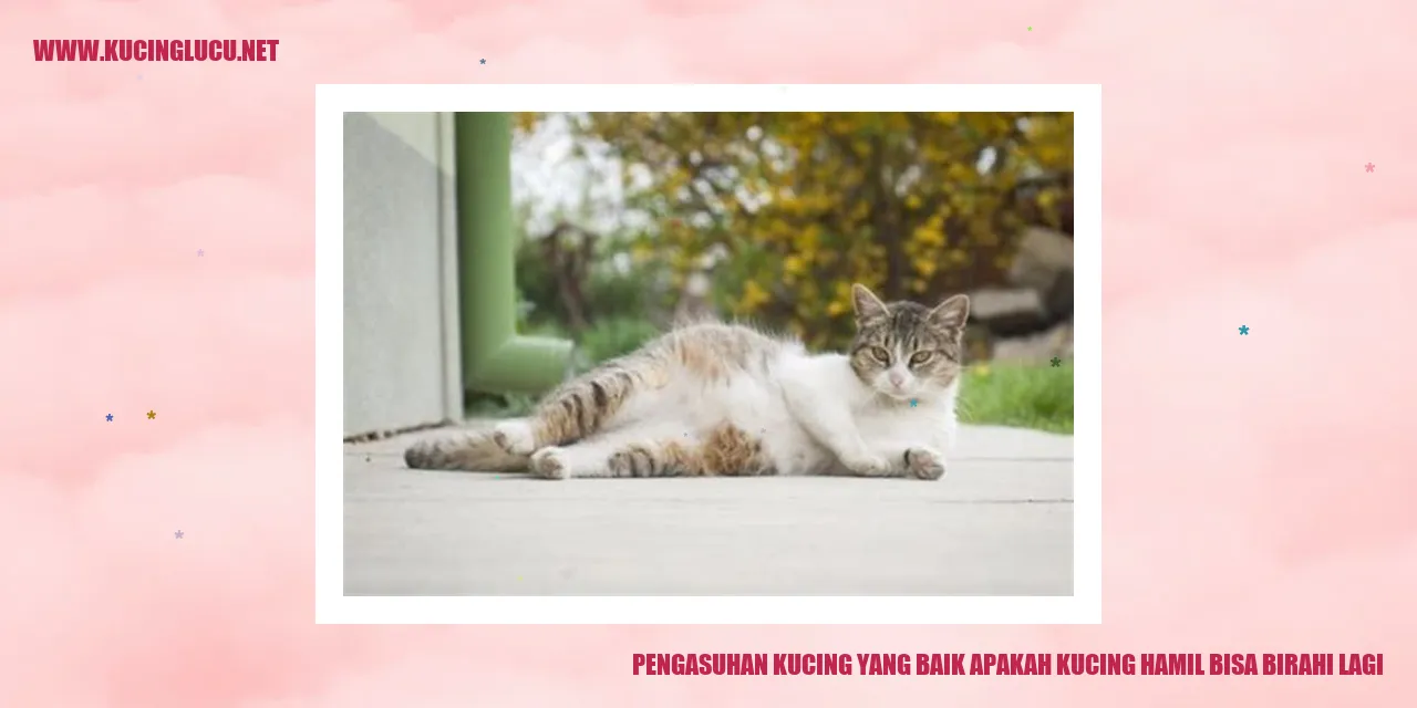 Kucing hamil