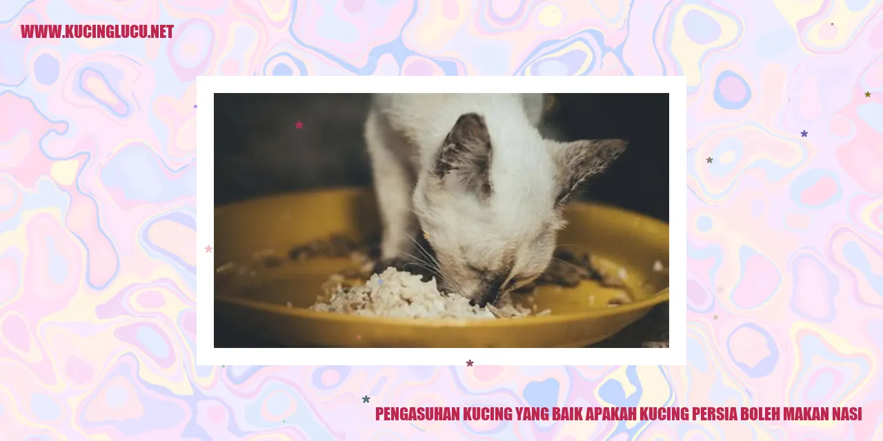 Kucing Persia