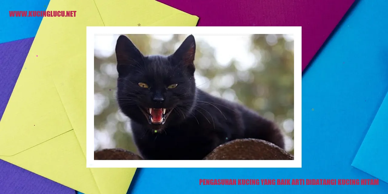 Kucing hitam